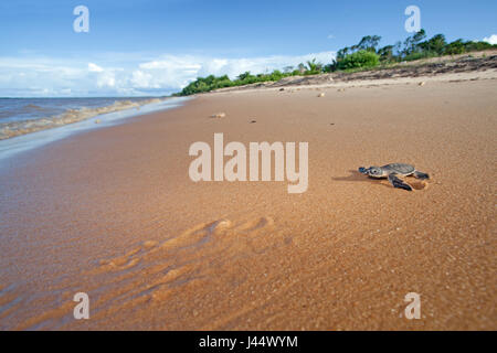 Foto von einem Jungtier von einer grünen Schildkröte auf dem Weg zum Meer Stockfoto