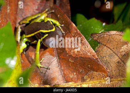 Foto von einem aufrufenden männlichen drei gestreiften Pfeilgiftfrosch Stockfoto