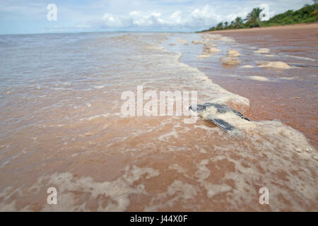 Weitwinkel-Foto von einem jungen Leatherback Jungtier am Strand auf dem Weg zum Meer Stockfoto