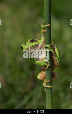 Europäischer Laubfrosch auf reed Stockfoto