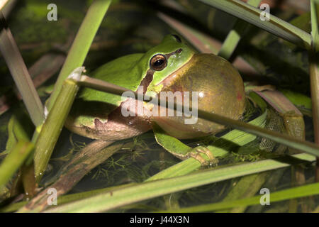 aufrufende Laubfrosch-Männchen im Wasser Stockfoto