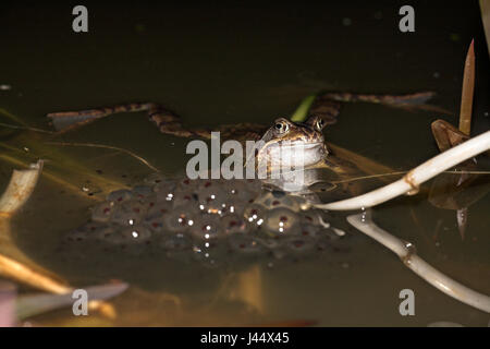 männliche Grasfrosch im Wasser weiter zu laichen Stockfoto