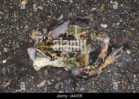 ein Moor-Frosch wird durch den Verkehr auf dem Deich getötet. Stockfoto