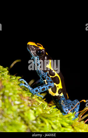 Foto des färben Dart Frog Klettern auf Moos Stockfoto