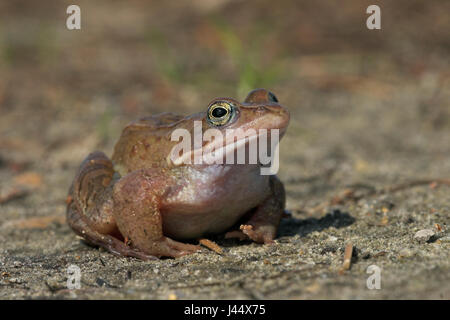 Weibliche Moor Frosch auf dem land Stockfoto