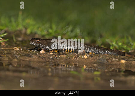 eine große crested Newt ist auf dem Weg zu einem Zucht-Teich im Frühjahr Stockfoto