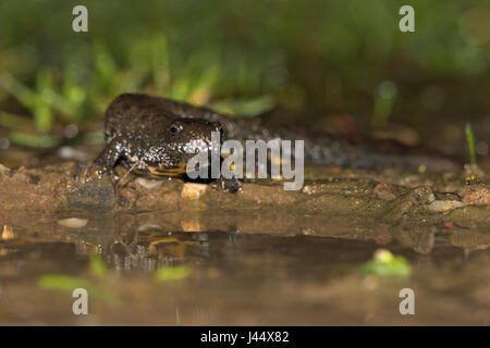 eine große crested Newt ist auf dem Weg zu einem Zucht-Teich im Frühjahr Stockfoto