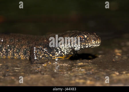 eine große crested Newt ist auf dem Weg zu einem Zucht-Teich im Frühjahr Stockfoto