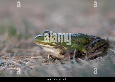 Pool-Frosch auf Golfplatz Stockfoto