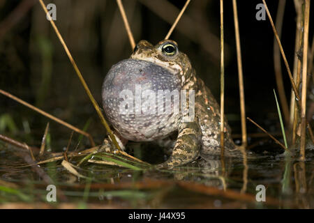 aufrufende männlichen Natterjack Kröte im Wasser mit riesigen vocal sac Stockfoto