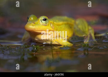 gelbe männliche Frosch Dure Zucht Poolsaison Stockfoto