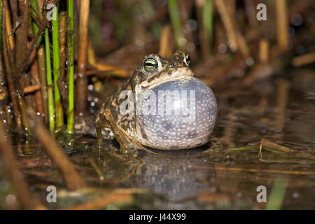 aufrufende männlichen Natterjack Kröte im Wasser mit riesigen vocal sac Stockfoto