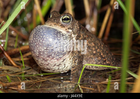 aufrufende männlichen Natterjack Kröte im Wasser mit riesigen vocal sac Stockfoto