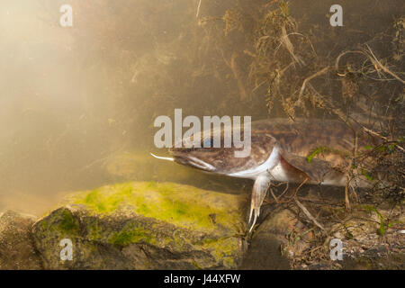 Foto von einer Quappe, versteckt zwischen Vegetation in einem hohlen Flussufer. Stockfoto