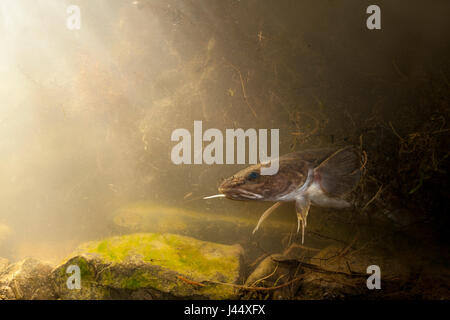 Foto von einer Quappe, versteckt zwischen Vegetation in einem hohlen Flussufer. Stockfoto