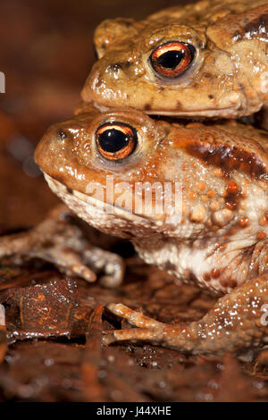 Porträt eines Paares von gemeinsamen Kröten migrieren Stockfoto