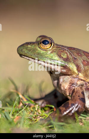 vertikale Porträt einer nordamerikanischen Ochsenfrosch Stockfoto