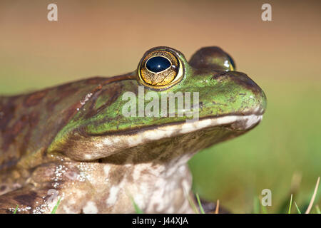 Porträt von einem nordamerikanischen Ochsenfrosch Stockfoto