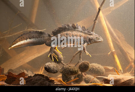 Foto von einem großen männlichen crested Newt unter Wasser Stockfoto