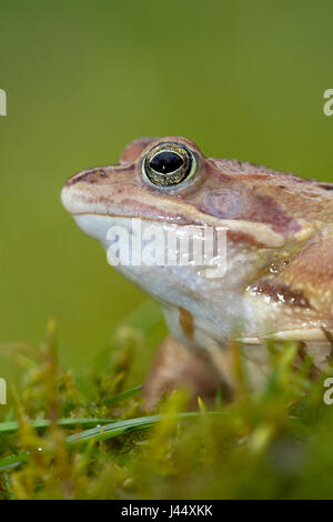 vertikale Porträt eines männlichen Moor-Frosch auf einem grünen Hintergrund Stockfoto