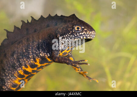 Porträt eines Mannes große crested Newt unter Wasser fotografiert von der Seite mit einem grünen Hintergrund Stockfoto