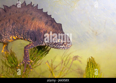 Porträt eines Mannes große crested Newt unter Wasser fotografiert von der Seite mit einem grünen Hintergrund Stockfoto