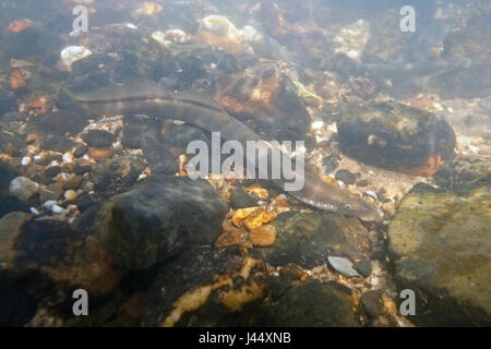 Flussneunauge in den Niederlanden Stockfoto