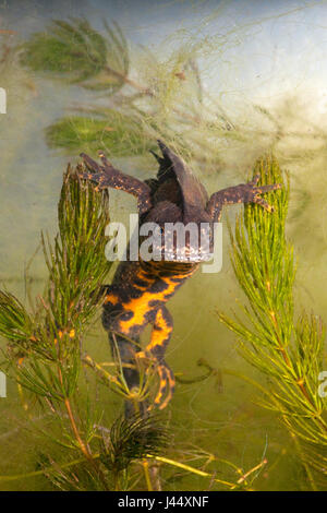 vertikale Foto von einem großen männlichen crested Newt unter Wasser zwischen Grünpflanzen Stockfoto