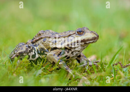 Foto von einem Seefrosch im grünen Rasen vor einem grünen Hintergrund Stockfoto