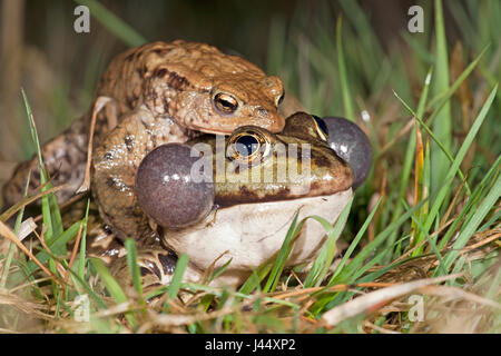 Foto von einer gemeinsamen Kröte auf einem Seefrosch Stockfoto