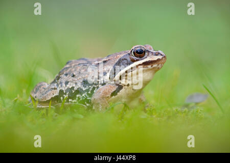 Foto eines Frosches Moor in Grasgrün mit eine verschwommene grüne Vorder- und Hintergrund Stockfoto