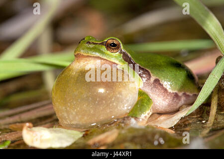 Foto von einem aufrufenden männlichen Baum Grasfrosch Stockfoto