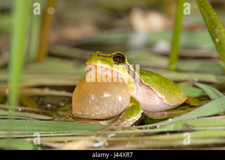 Foto von einem aufrufenden männlichen Baum Grasfrosch Stockfoto