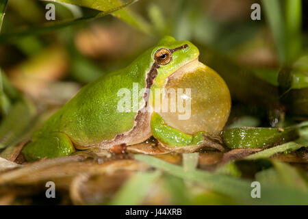 Foto von einem aufrufenden männlichen Baum Grasfrosch Stockfoto