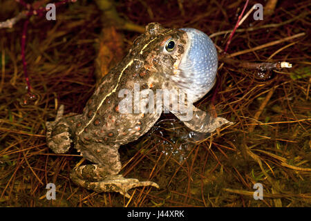 aufrufende männlichen Natterjack Kröte im Wasser mit riesigen vocal sac Stockfoto