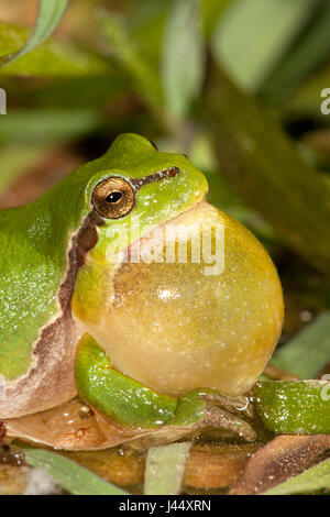 vertikale Foto von einem aufrufenden männlichen Baum Grasfrosch Stockfoto