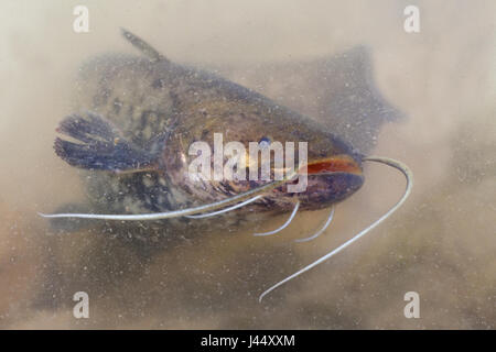 Foto von Wels-Wels im schlammigen Wasser schwimmen Stockfoto