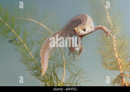 Foto von einem italienischen crested Newt Weibchen mit den charakteristischen gelben Streifen auf der Rückseite Stockfoto