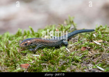 Foto von einer juvenilen gemeinen Eidechse mit charakteristischen dunklen Schwanzspitze gut sichtbar Stockfoto