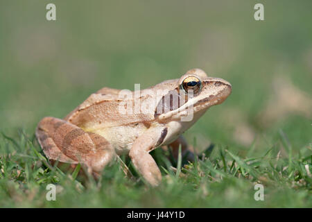 Foto von Springfrosch auf Rasen Stockfoto