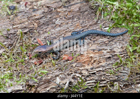 Foto von einer juvenilen gemeinen Eidechse mit charakteristischen dunklen Schwanzspitze gut sichtbar Stockfoto