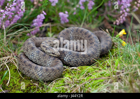 Foto von einem basking Schlingnatter zwischen heather Stockfoto