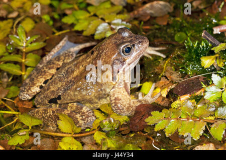 männliche Grasfrosch in einem Gartenteich in der Nacht Stockfoto