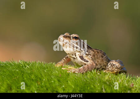 Grasfrosch auf Moos Stockfoto