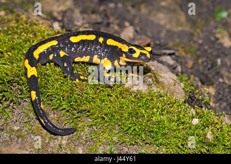 Feuersalamander auf grünem Moos in der Nacht Stockfoto