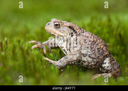 Gewone Pad; Bufo Bufo; gemeinsamen Kröte; gemeinsame europäische Kröte; Crapaud Commun; Erdkröte; Bufonidae; Pad; Padden; Kröte; Kröten; Amfibie; Amfibieen; Amphibien; Amphibien; Bruin; Braun; Wrattig; Warze; Beschermd; geschützt; Niet Bedreigd; Flora-En Faunawet; Tisch 1; Ffwet; Paarung; Migratie; Paddentrek; Migration; Voorjaar; Stockfoto