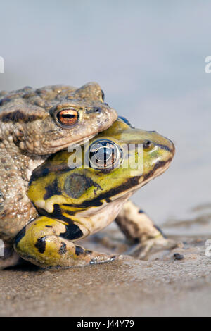 Foto eines Fehlers Paarung zwischen Kröte und grünen Grasfrosch Stockfoto