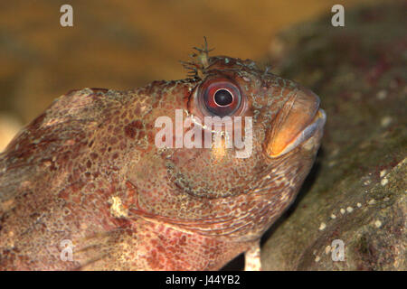 Porträt einer Tompot blenny Stockfoto