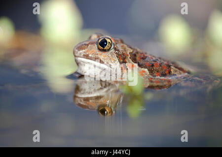 Porträt einer weiblichen gemeinsame katzenähnliche im Wasser; Stockfoto