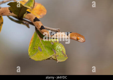 Porträt von einem tigersnake Stockfoto